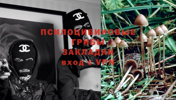 стафф Арсеньев