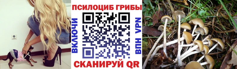 Псилоцибиновые грибы мицелий купить наркоту Рудня